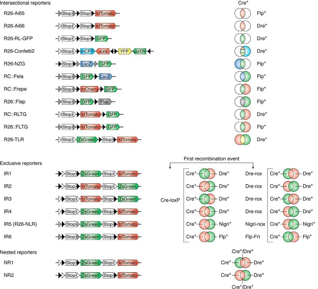 【谱系示踪系列第三期】多重组酶介导的交叉报告基因方法