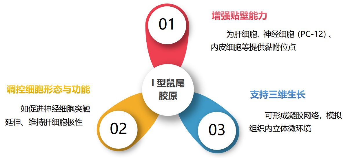 鹅肝微粒体 1.png