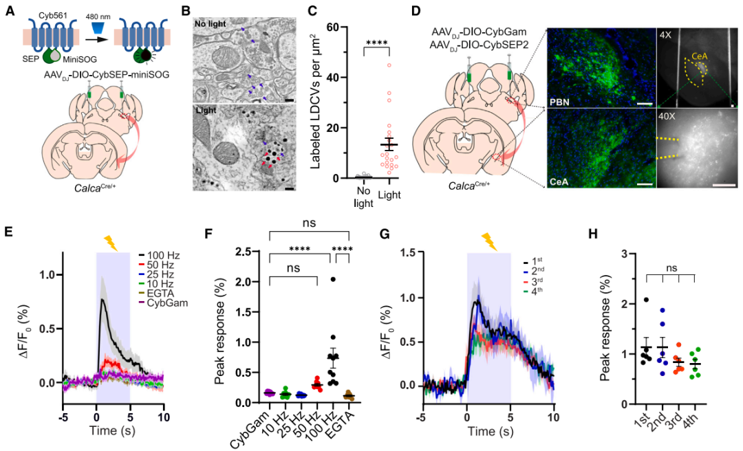 IF=45.5【新品推荐】Cell重磅！神经肽研究革命性工具：CybSEP2传感器与NEPLDCV沉默器