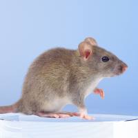 高钙血症(HC)大鼠模型