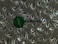 EA.hy926细胞哪里能买到