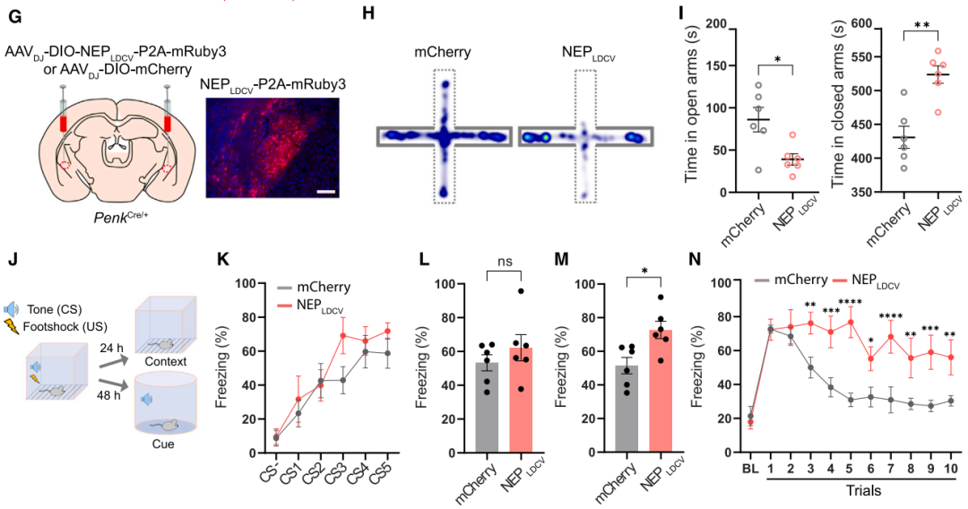 IF=45.5【新品推荐】Cell重磅！神经肽研究革命性工具：CybSEP2传感器与NEPLDCV沉默器