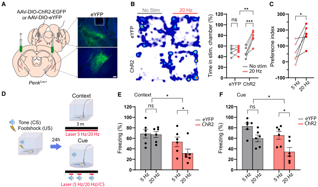 IF=45.5【新品推荐】Cell重磅！神经肽研究革命性工具：CybSEP2传感器与NEPLDCV沉默器