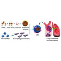 负载阿司匹林的β-环糊精纳米颗粒被巨噬细胞膜包裹 Asp@β-CD NPs@MM