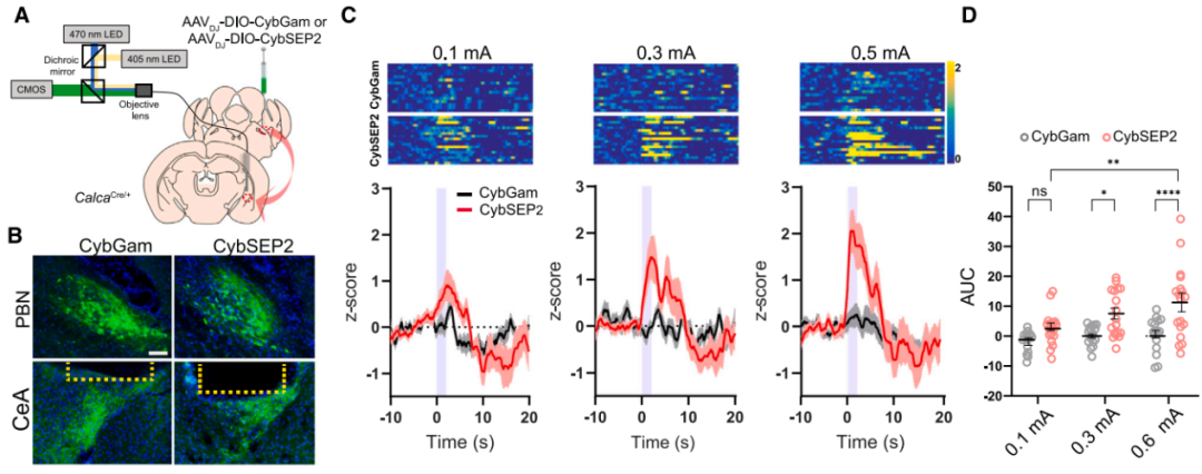 IF=45.5【新品推荐】Cell重磅！神经肽研究革命性工具：CybSEP2传感器与NEPLDCV沉默器
