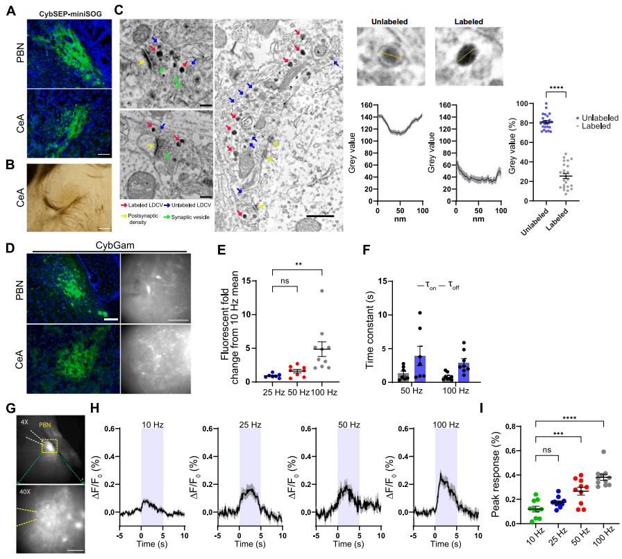 IF=45.5【新品推荐】Cell重磅！神经肽研究革命性工具：CybSEP2传感器与NEPLDCV沉默器