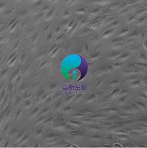 小鼠视网膜微血管内皮细胞