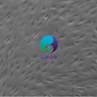 小鼠视网膜微血管内皮细胞