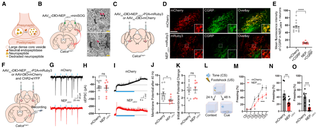 IF=45.5【新品推荐】Cell重磅！神经肽研究革命性工具：CybSEP2传感器与NEPLDCV沉默器