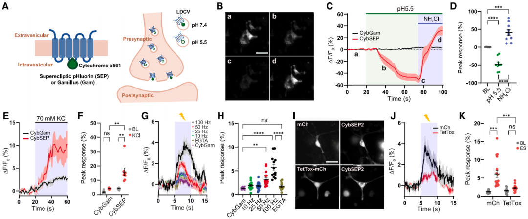 IF=45.5【新品推荐】Cell重磅！神经肽研究革命性工具：CybSEP2传感器与NEPLDCV沉默器