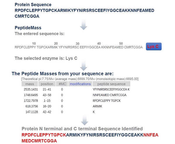 蛋白质N端和C端测序流程