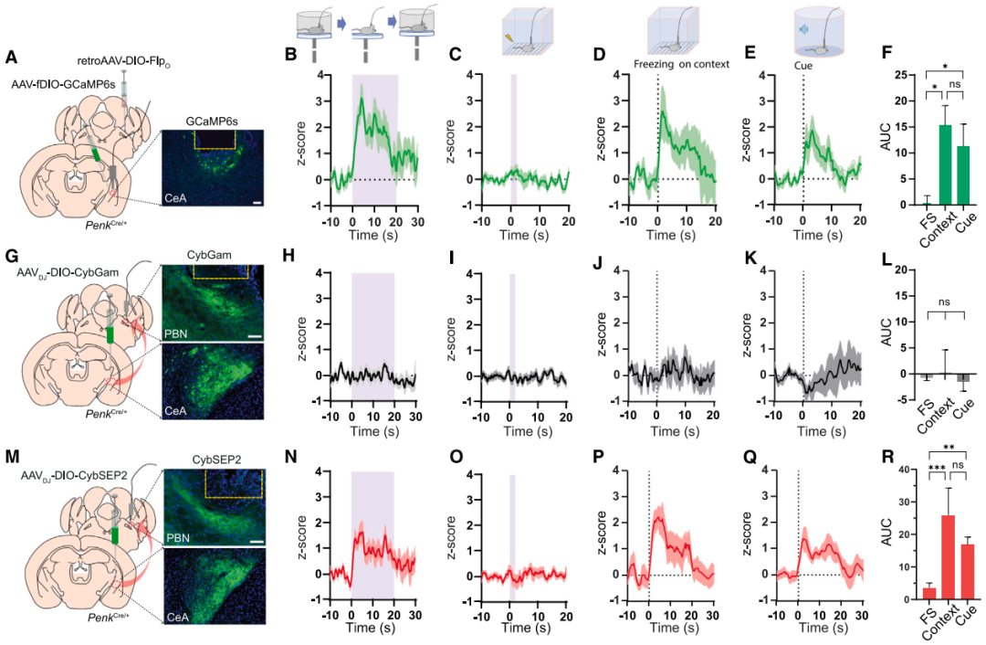 IF=45.5【新品推荐】Cell重磅！神经肽研究革命性工具：CybSEP2传感器与NEPLDCV沉默器