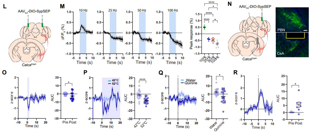 IF=45.5【新品推荐】Cell重磅！神经肽研究革命性工具：CybSEP2传感器与NEPLDCV沉默器
