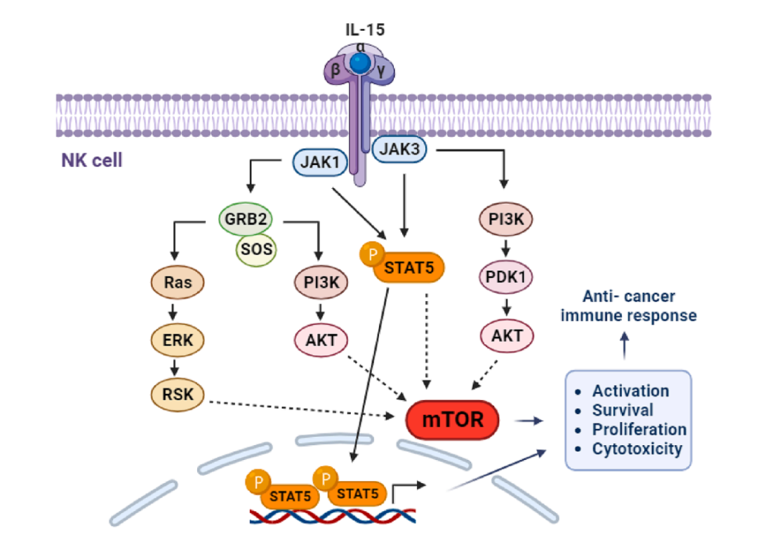 IL-15 作为 NK 细胞介导的癌症免疫治疗的关键调节因子：从实验室到临床