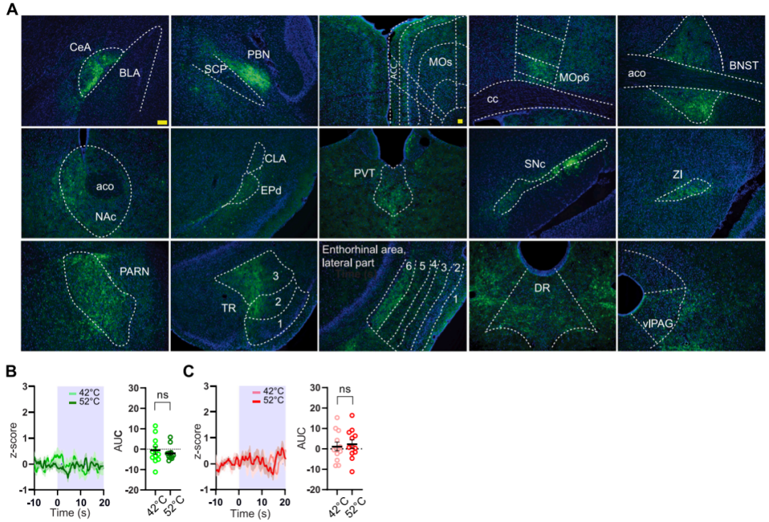 IF=45.5【新品推荐】Cell重磅！神经肽研究革命性工具：CybSEP2传感器与NEPLDCV沉默器