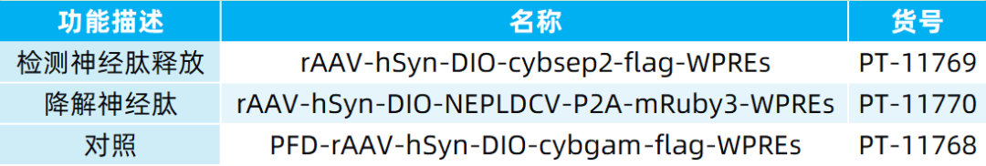 IF=45.5【新品推荐】Cell重磅！神经肽研究革命性工具：CybSEP2传感器与NEPLDCV沉默器