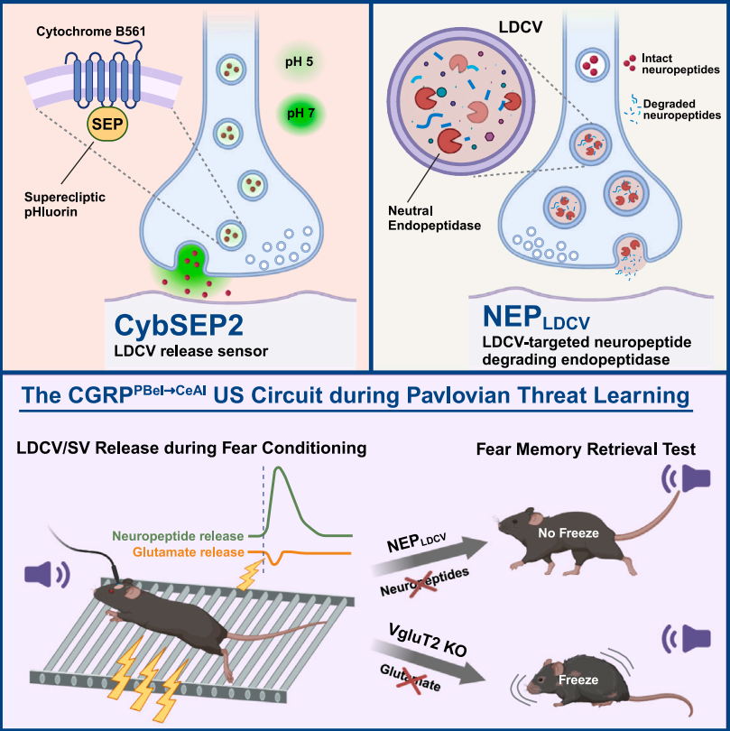 IF=45.5【新品推荐】Cell重磅！神经肽研究革命性工具：CybSEP2传感器与NEPLDCV沉默器