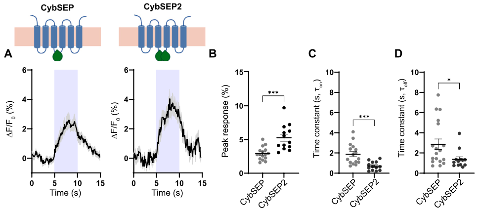 IF=45.5【新品推荐】Cell重磅！神经肽研究革命性工具：CybSEP2传感器与NEPLDCV沉默器