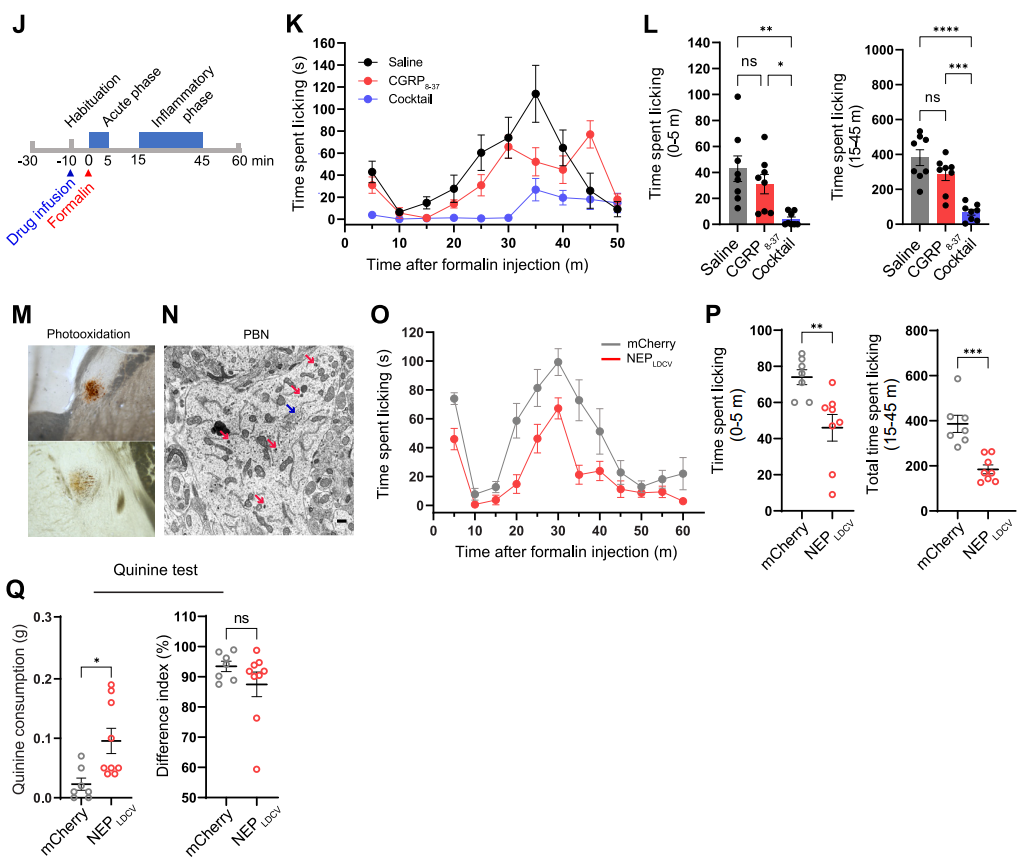 IF=45.5【新品推荐】Cell重磅！神经肽研究革命性工具：CybSEP2传感器与NEPLDCV沉默器