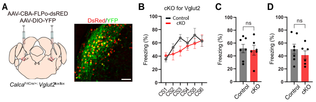 IF=45.5【新品推荐】Cell重磅！神经肽研究革命性工具：CybSEP2传感器与NEPLDCV沉默器