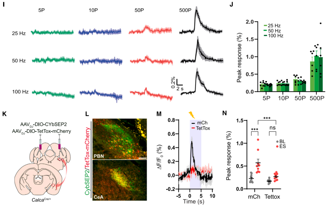 IF=45.5【新品推荐】Cell重磅！神经肽研究革命性工具：CybSEP2传感器与NEPLDCV沉默器