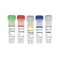 转基因玉米品系MON810探针法PCR试剂盒