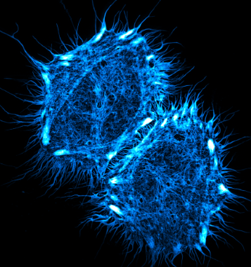Genvivo推出BriDye™ 系列蛋白标签探针 新一代强大工具