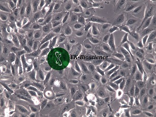 DU145细胞价格货期