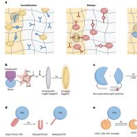 负载吲哚菁绿和钆-二乙三胺五乙酸的人血清白蛋白纳米颗粒被阿特珠单抗修饰 ICG/Gd-DTPA@HSA NPs-Atezolizumab