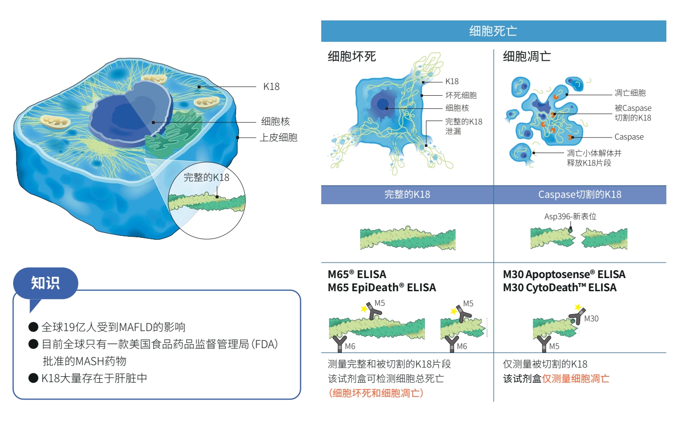 MAFLD临床试验中的角蛋白18——死亡细胞仍然重要!