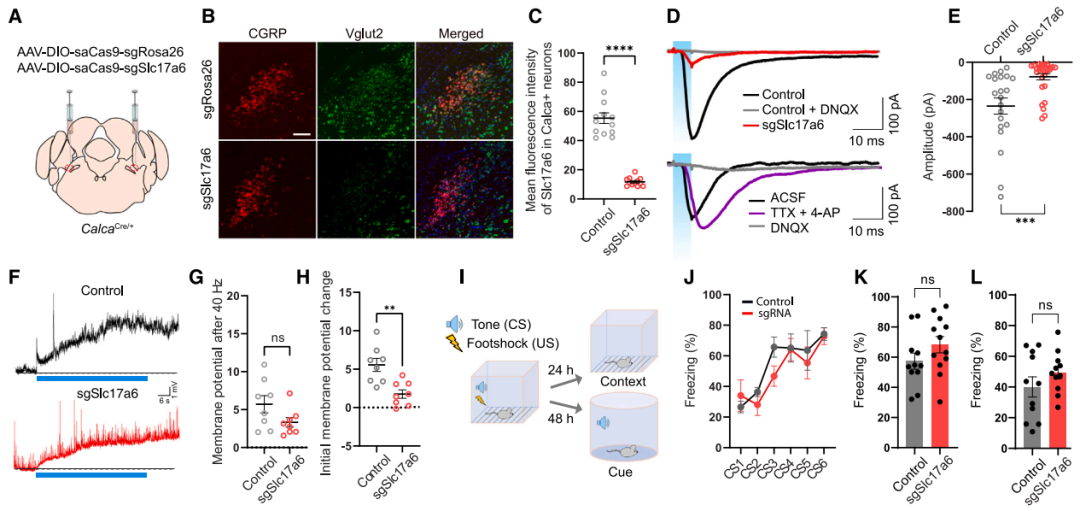 IF=45.5【新品推荐】Cell重磅！神经肽研究革命性工具：CybSEP2传感器与NEPLDCV沉默器