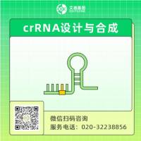 crRNA设计合成/sgRNA合成
