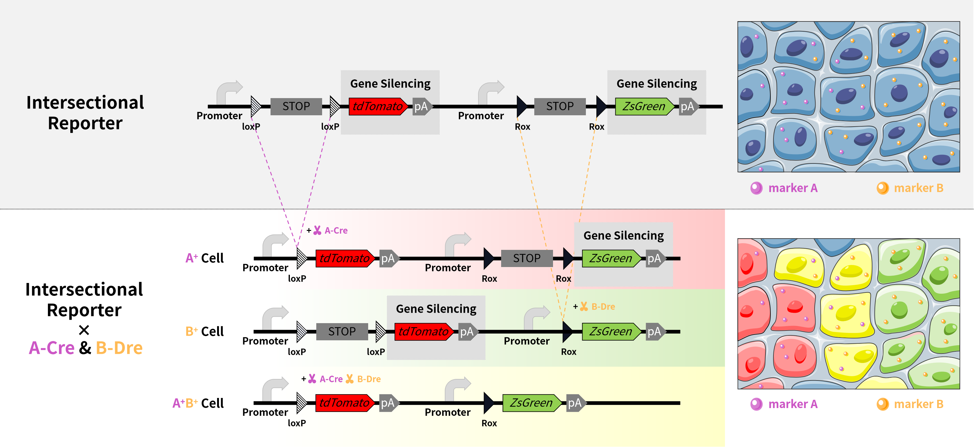 【谱系示踪系列第三期】多重组酶介导的交叉报告基因方法