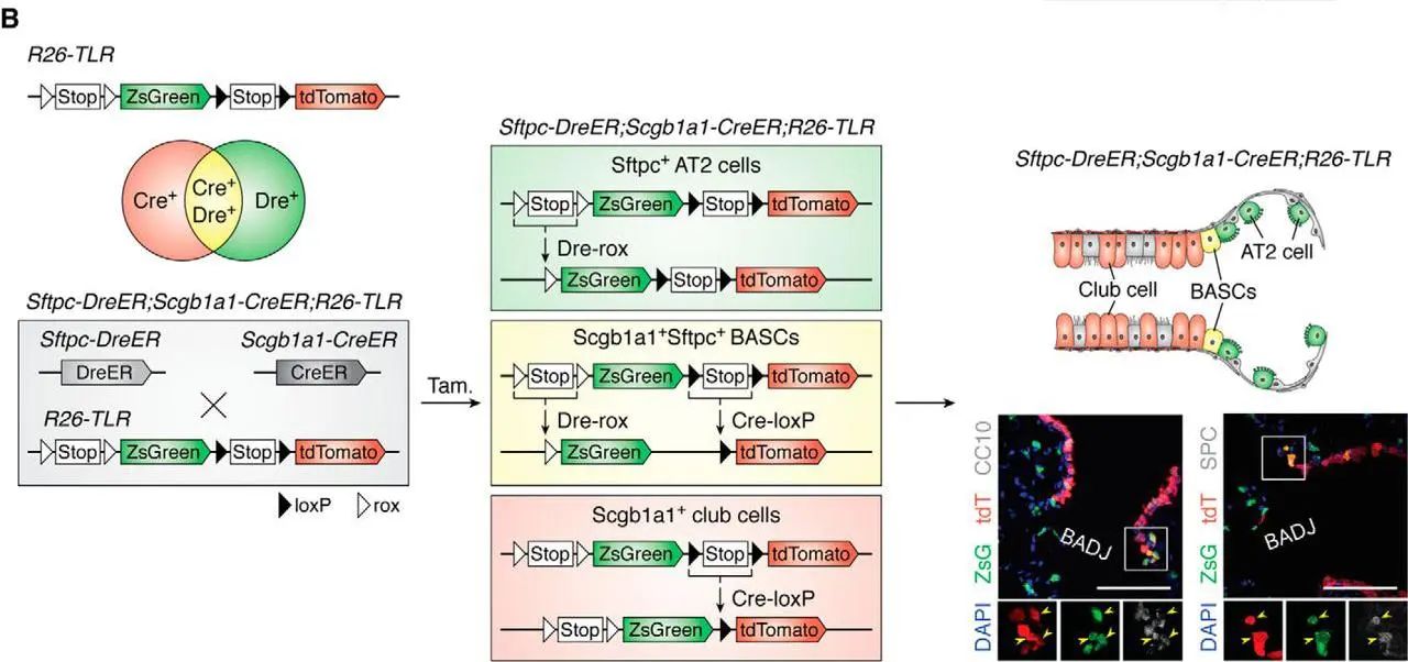 【谱系示踪系列第三期】多重组酶介导的交叉报告基因方法
