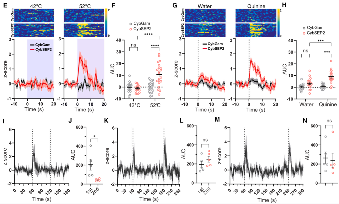 IF=45.5【新品推荐】Cell重磅！神经肽研究革命性工具：CybSEP2传感器与NEPLDCV沉默器