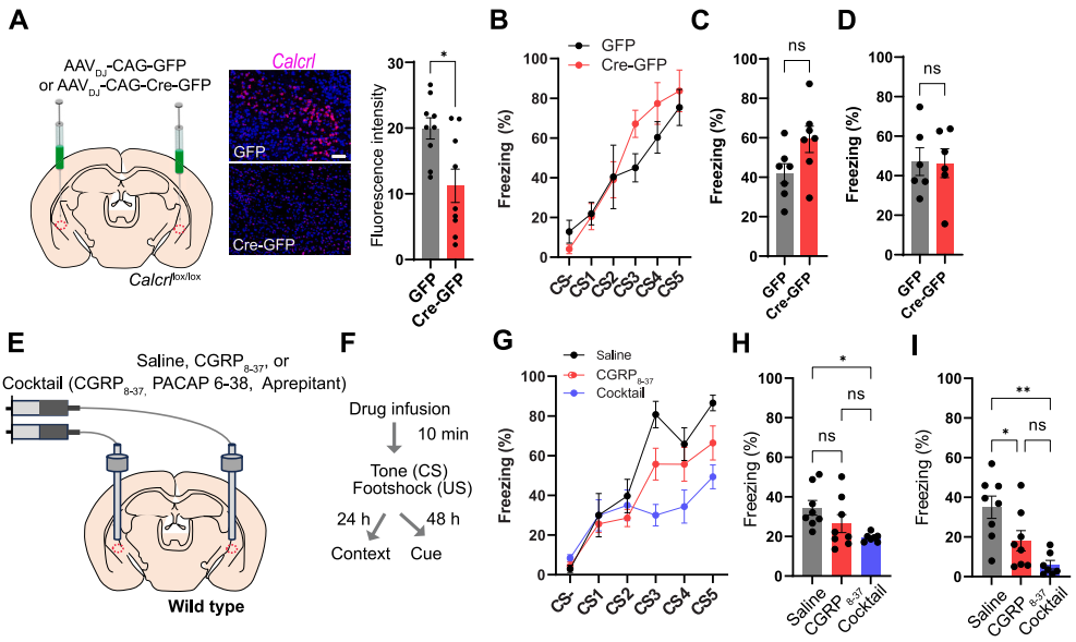 IF=45.5【新品推荐】Cell重磅！神经肽研究革命性工具：CybSEP2传感器与NEPLDCV沉默器