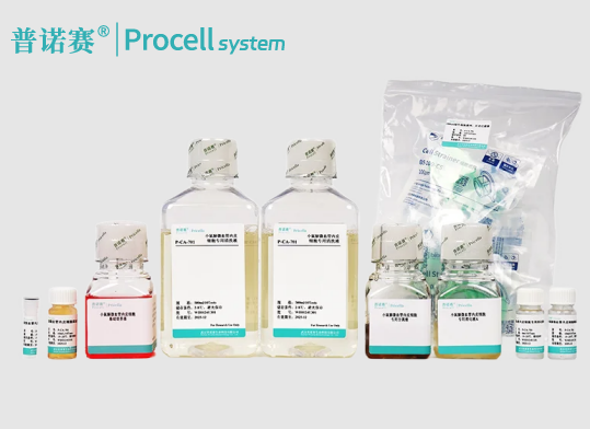 小鼠骨髓单个核细胞分离培养试剂盒，突破细胞分离难点