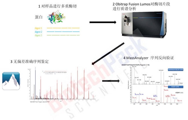 蛋白从头测序和突变分析流程
