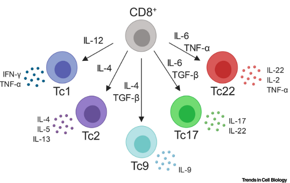 CD8+T细胞亚群在抗肿瘤免疫中的作用