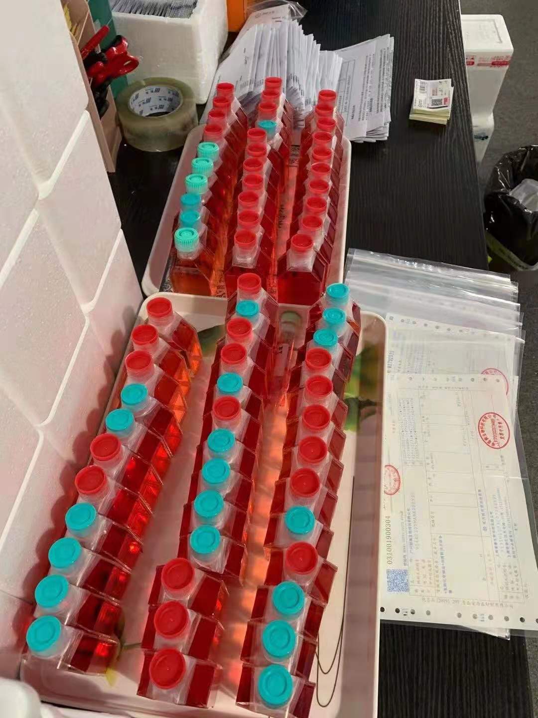 T24人膀胱移行细胞癌细胞培养説明书