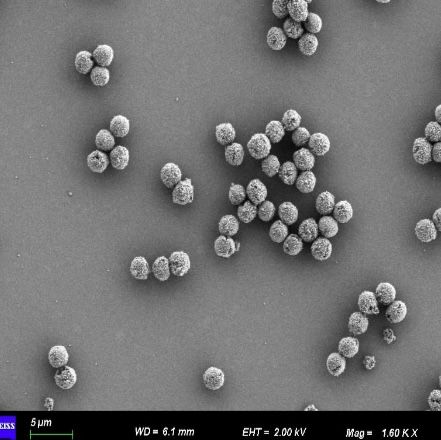 QW-MagBeads 2.5 μm 羧基磁珠(化学发光磁珠)
