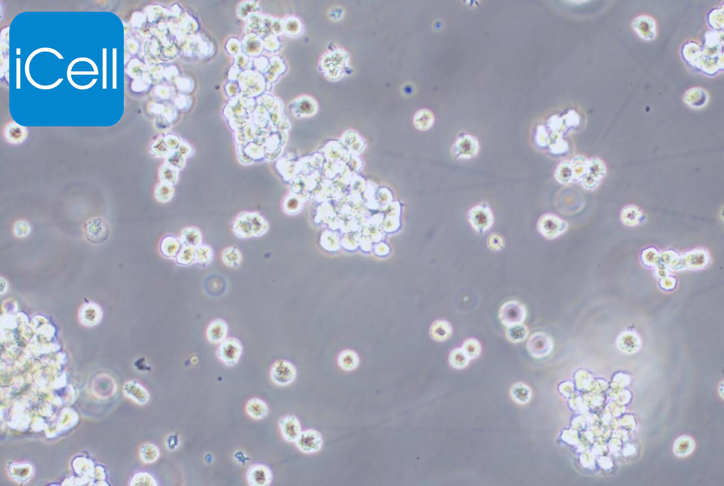 Hut-78| Hut-78细胞 | Hut78细胞 | H