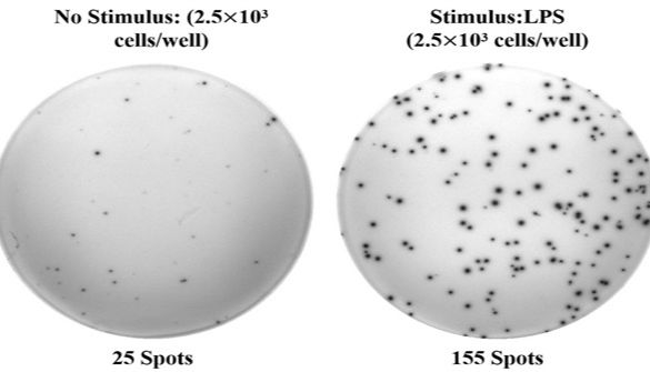 Elabscience 人IL-6（白介素6）ELISPOT试剂盒：单细胞水平捕捉免疫应答的 “金标准” 工具