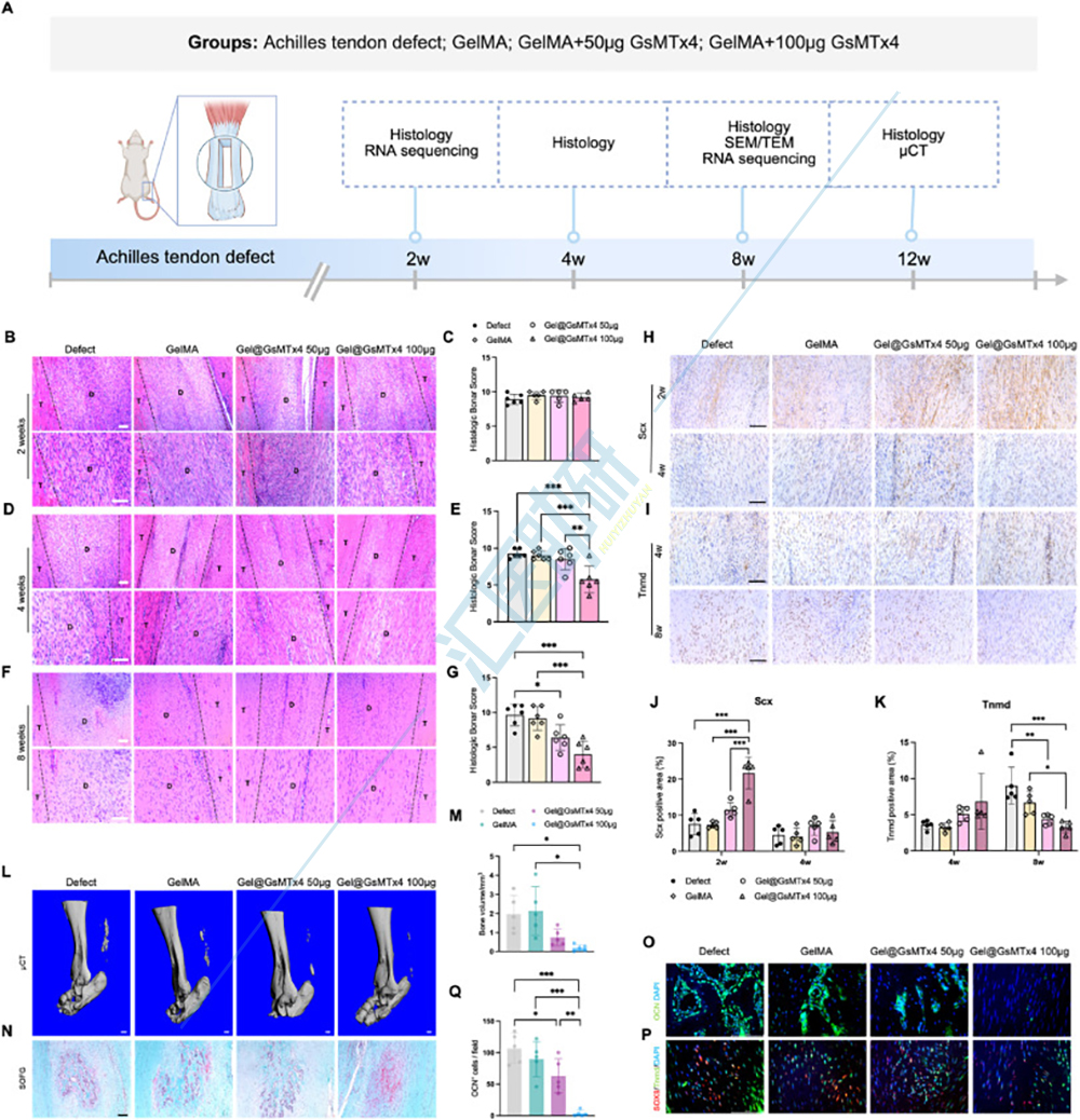 图5.GsMTx4治疗可增强肌腱愈合并减少异位骨化形成