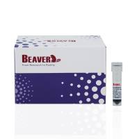 小鼠CD3/CD28 T细胞激活磁珠