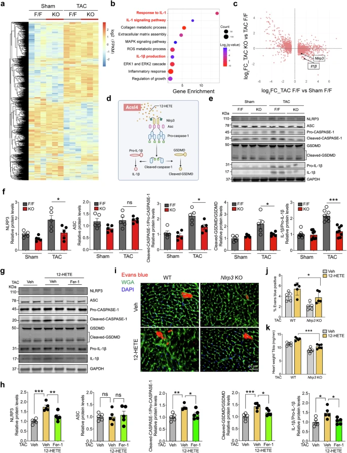 顶刊思维 | STTT重磅!铁死亡携手多组学,揭示心衰治疗新靶点
