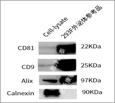 ContrExo®高纯度HEK293外泌体参考品-工程化外泌