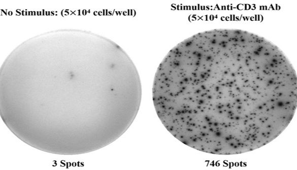 Elabscience人IL-2（白介素2)ELISPOT试剂盒——单细胞水平精准分析免疫应答！