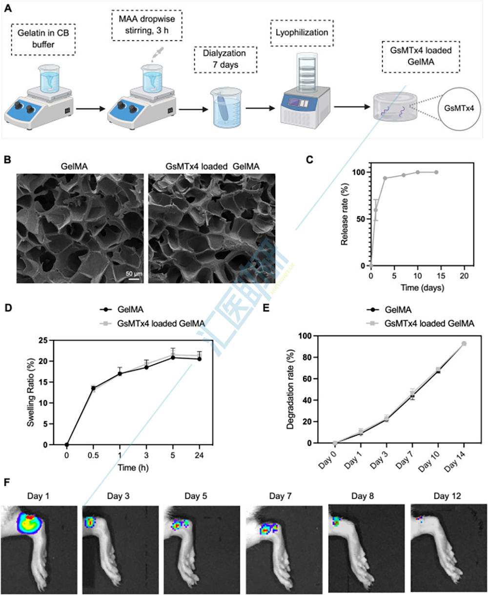 图4.GsMTx4负载型GelMA水凝胶的制备和表征