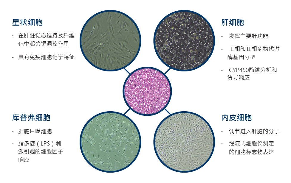LifeNet提供人原代肝细胞,库普弗细胞,星状细胞及肝内皮细胞在内的围绕肝脏研究的方案